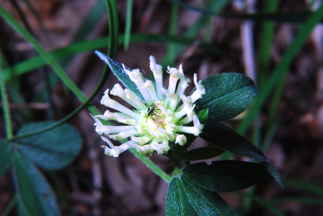 Leguminosa - Trifolium ochroleucum